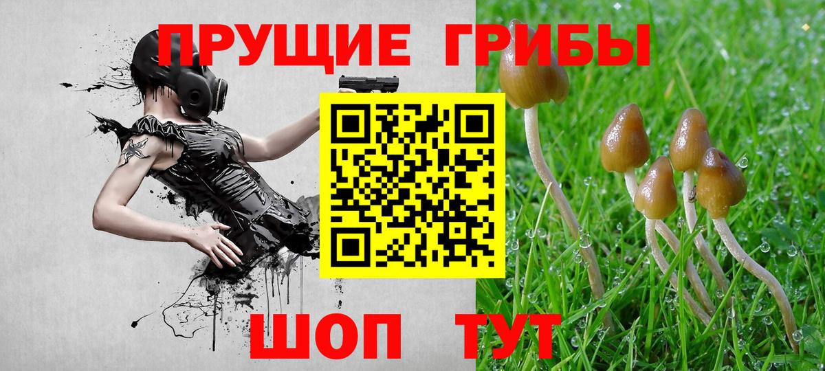 Галлюциногенные грибы Psilocybine cubensis Химки